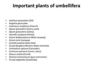 Important plants of umbellifera
• Anethum graveolens (Dill)
• Angelica geniculata
• Anthriscus cerefolium (Chervil)
• Apium graveolens (Celery seed)
• Apium graveolens (Celery)
• Azorella compacta (Yareta)
• Carum bulbocastanum (Black caraway)
• Carum carvi (caraway)
• Centella asiatica (Gotu kola)
• Cicuta douglasii (Western Water Hemlock)
• Coriandrum sativum (Coriander)
• Cuminum cyminum (cumin, Jeera)
• Daucus carota (Carrot)
• Dorema ammoniacum (gum ammoniac)
• Ferula asafoetids (Asafoetida)
 