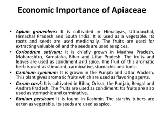 Economic Importance of Apiaceae
• Apium graveolens: It is cultivated in Himalayas, Uttaranchal,
Himachal Pradesh and South India. It is used as a vegetable. Its
roots and seeds are used medicinally. The fruits are used for
extracting valuable oil and the seeds are used as spices.
• Coriandrum sativum: It is chiefly grown in Madhya Pradesh,
Maharashtra, Karnataka, Bihar and Uttar Pradesh. The fruits and
leaves are used as condiment and spice. The fruit of this aromatic
herb is used as stimulant, carminative, stomachic and tonic.
• Cuminum cyminum: It is grown in the Punjab and Uttar Pradesh.
This plant gives aromatic fruits which are used as flavoring agents.
• Carum carvi: It is cultivated in Bihar, Orissa, the Punjab, Bengal and
Andhra Pradesh. The fruits are used as condiment. Its fruits are also
used as stomachic and carminative.
• Bunium persicum: It is found in Kashmir. The starchy tubers are
eaten as vegetable. Its seeds are used as spice.
 