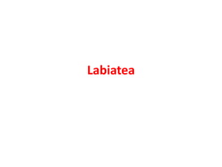 Labiatea
 