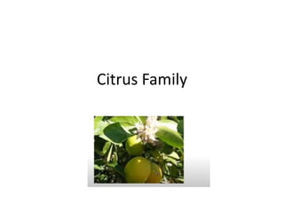 Citrus Family
 