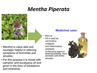 Mentha Piperata
 