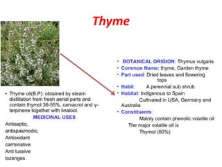Thyme
 