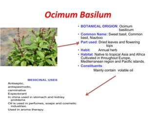 Ocimum Basilum
 