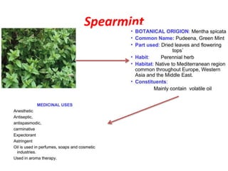 Spearmint
 