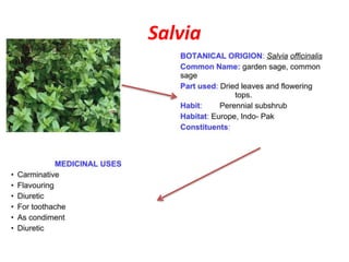Salvia
 