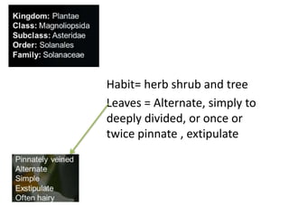 Habit= herb shrub and tree
Leaves = Alternate, simply to
deeply divided, or once or
twice pinnate , extipulate
 