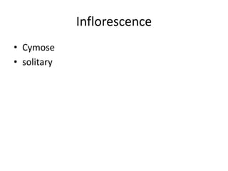 Inflorescence
• Cymose
• solitary
 