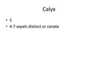 Calyx
• 5
• 4-7 sepals distinct or conate
 