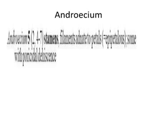 Androecium
 