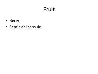 Fruit
• Berry
• Septicidal capsule
 