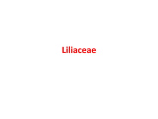 Liliaceae
 