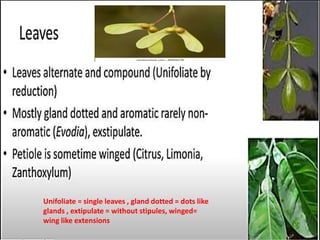 Unifoliate = single leaves , gland dotted = dots like
glands , extipulate = without stipules, winged=
wing like extensions
 