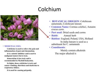 Colchium
 
