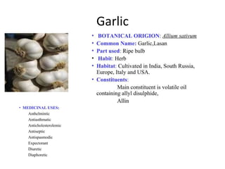 Garlic
 