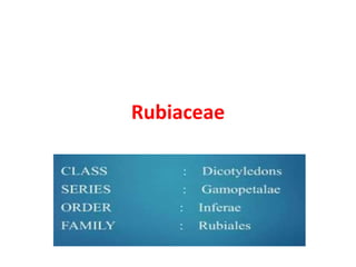 Rubiaceae
 
