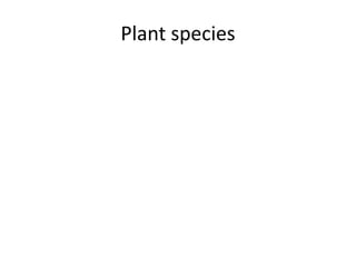 Plant species
 