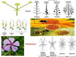 Cymes
Pentamerous
 