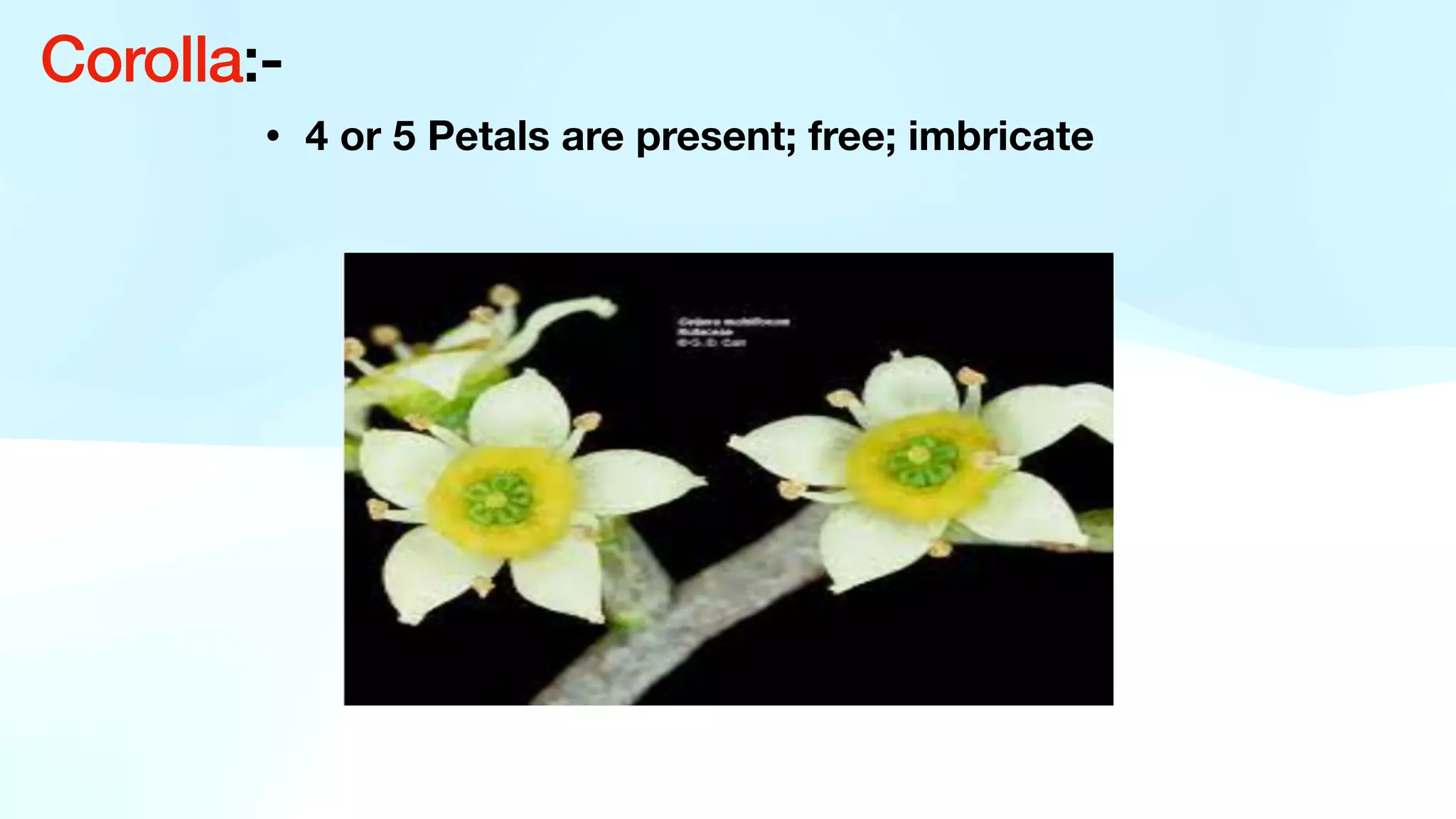 • 4 or 5 Petals are present; free; imbricate
Corolla:-
 