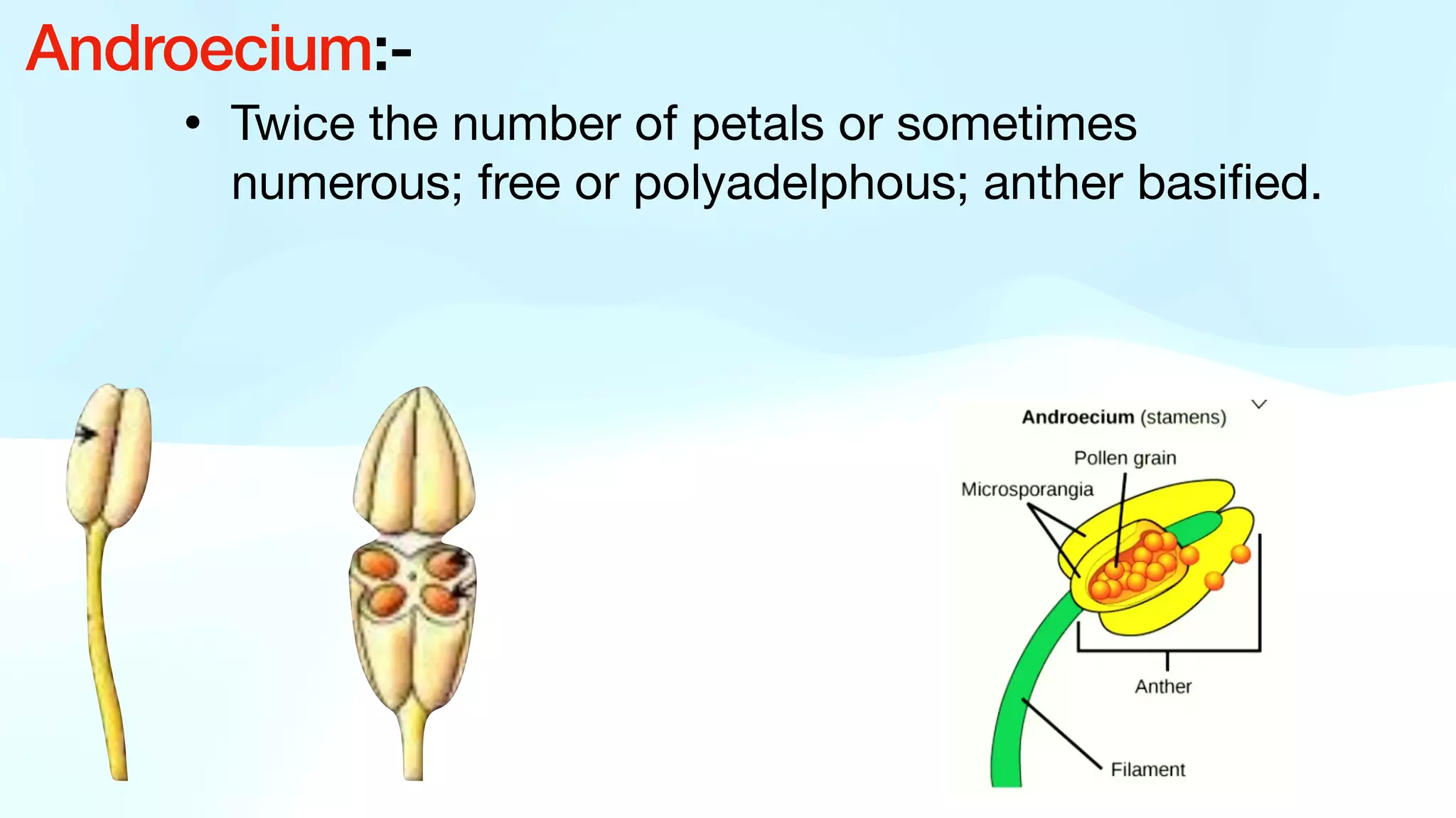 • Twice the number of petals or sometimes
numerous; free or polyadelphous; anther basi
fi
ed.
Androecium:-
 