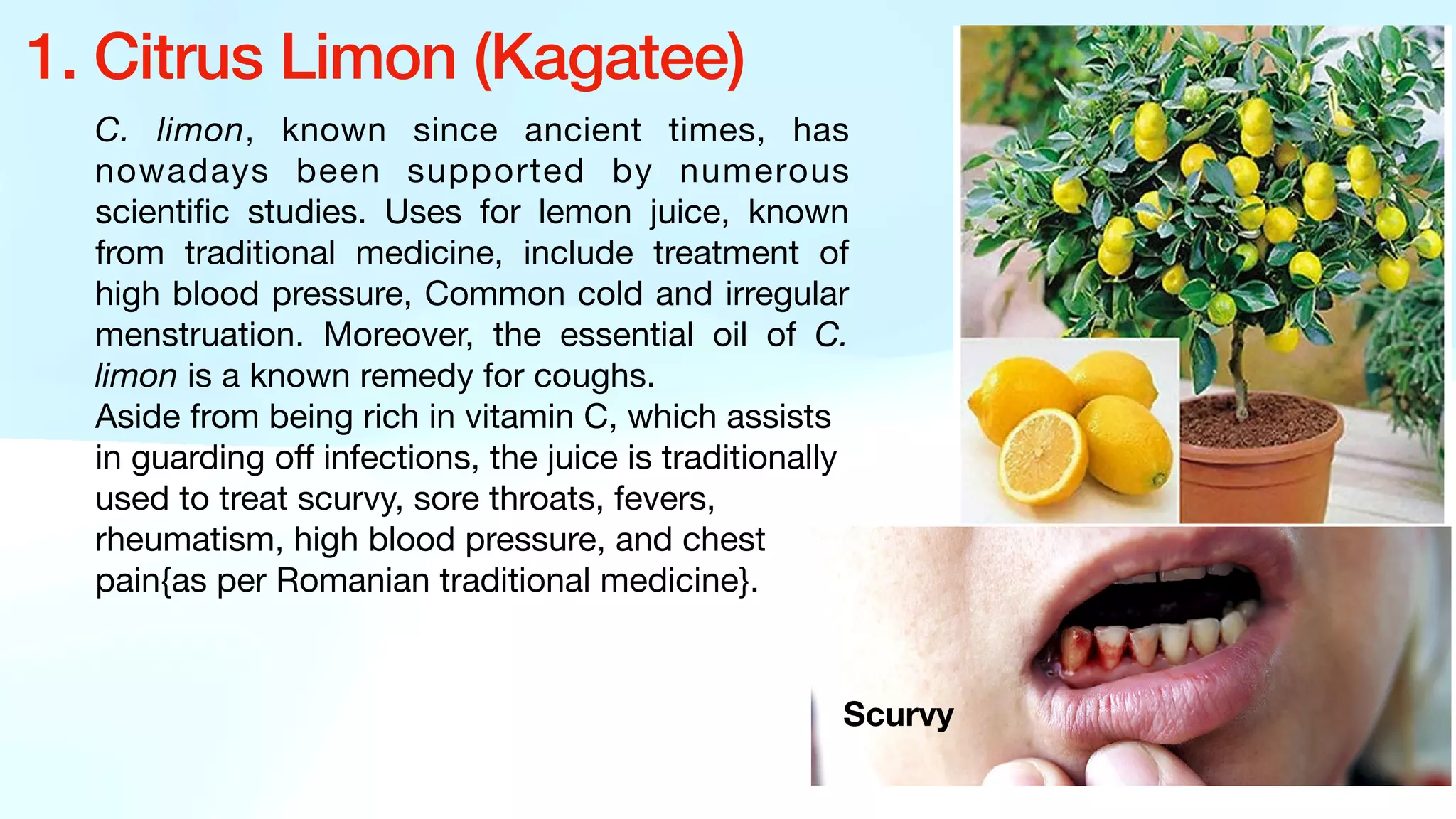 C. limon, known since ancient times, has
nowadays been supported by numerous
scienti
fi
c studies. Uses for lemon juice, known
from traditional medicine, include treatment of
high blood pressure, Common cold and irregular
menstruation. Moreover, the essential oil of C.
limon is a known remedy for coughs.
Aside from being rich in vitamin C, which assists
in guarding o
ff
infections, the juice is traditionally
used to treat scurvy, sore throats, fevers,
rheumatism, high blood pressure, and chest
pain{as per Romanian traditional medicine}.
1. Citrus Limon (Kagatee)
Scurvy
 