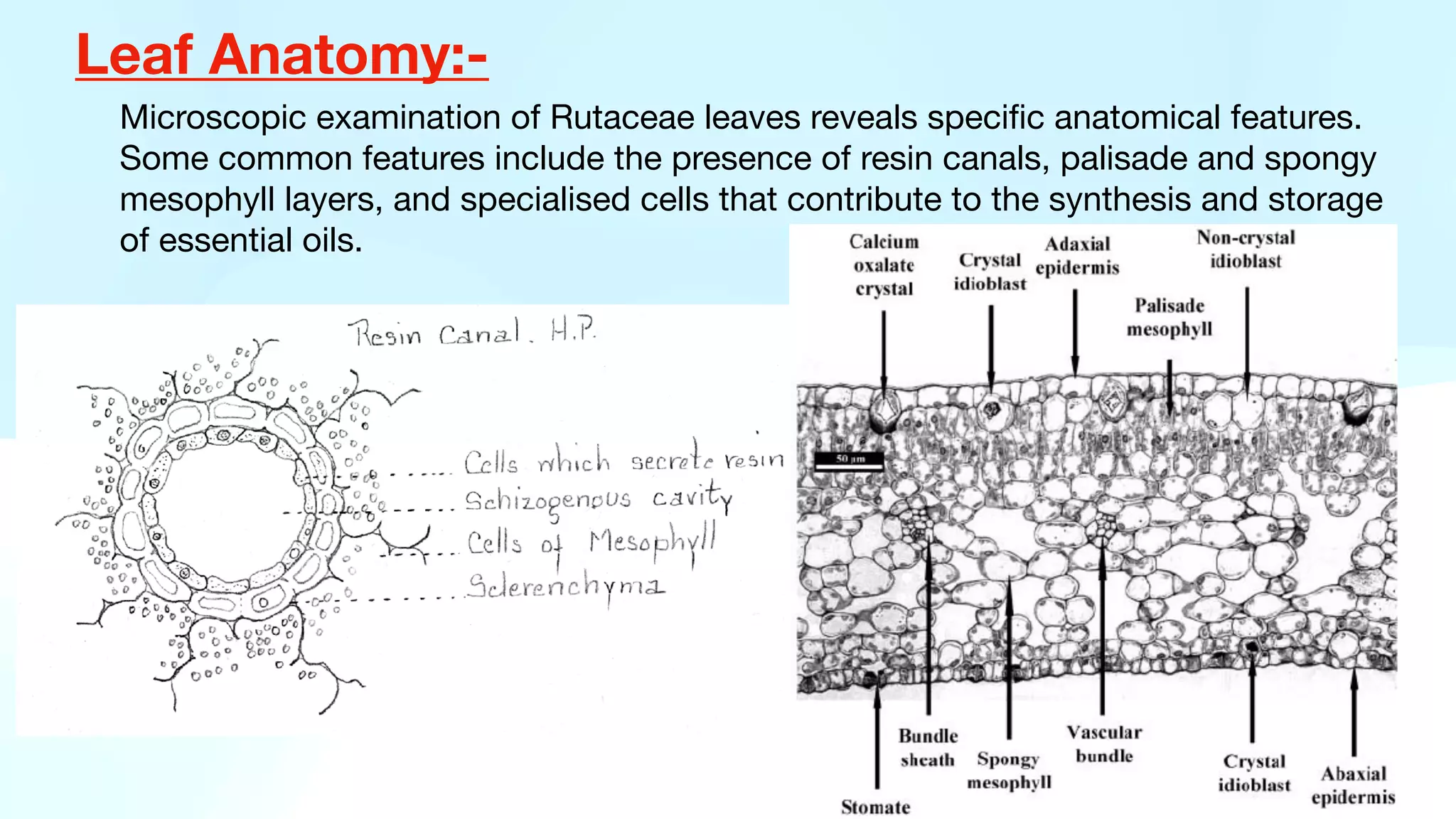 Leaf Anatomy:-
Microscopic examination of Rutaceae leaves reveals speci
fi
c anatomical features.
Some common features include the presence of resin canals, palisade and spongy
mesophyll layers, and specialised cells that contribute to the synthesis and storage
of essential oils.
 