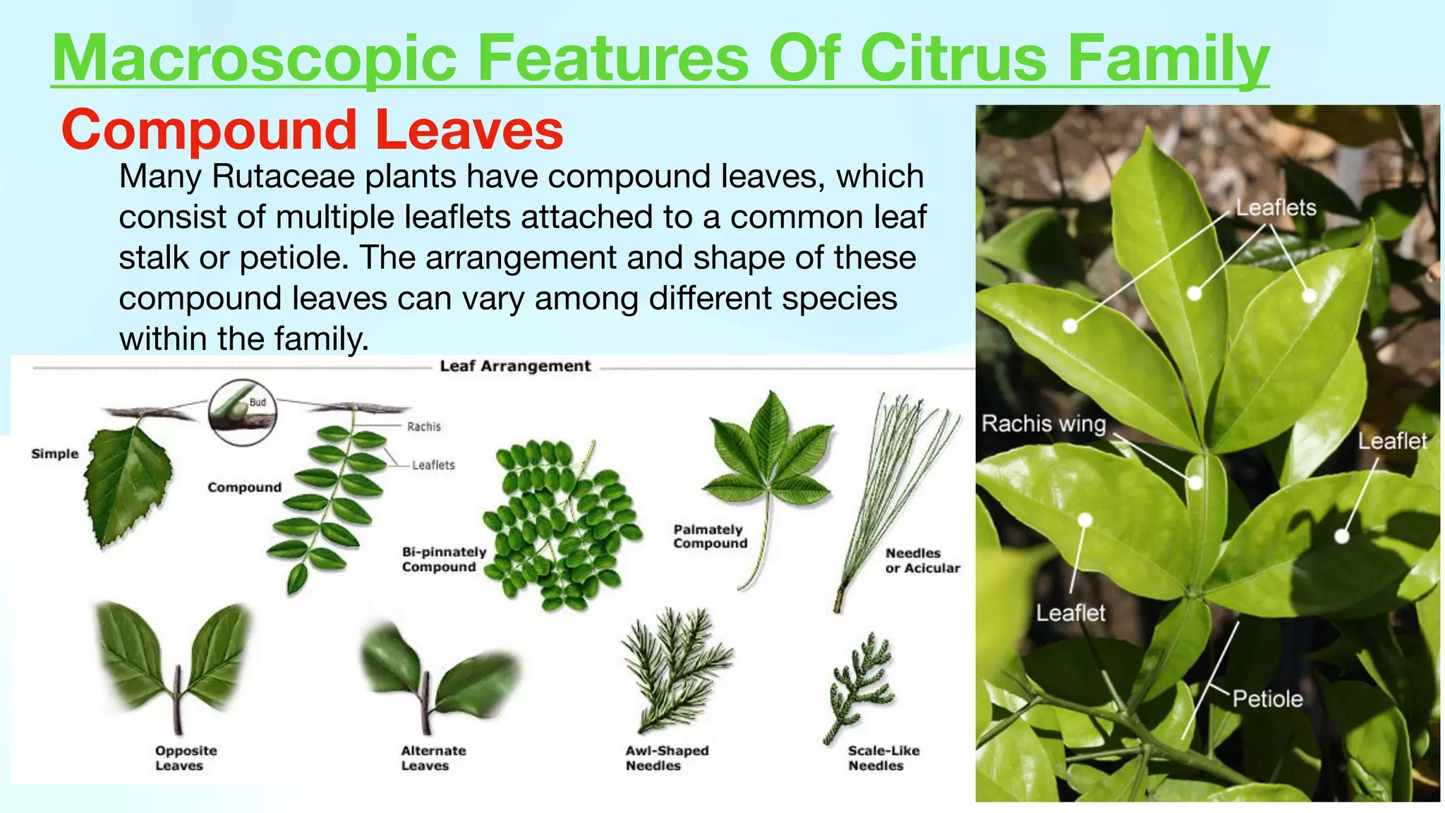 Macroscopic Features Of Citrus Family
Many Rutaceae plants have compound leaves, which
consist of multiple lea
fl
ets attached to a common leaf
stalk or petiole. The arrangement and shape of these
compound leaves can vary among di
ff
erent species
within the family.
Compound Leaves
 