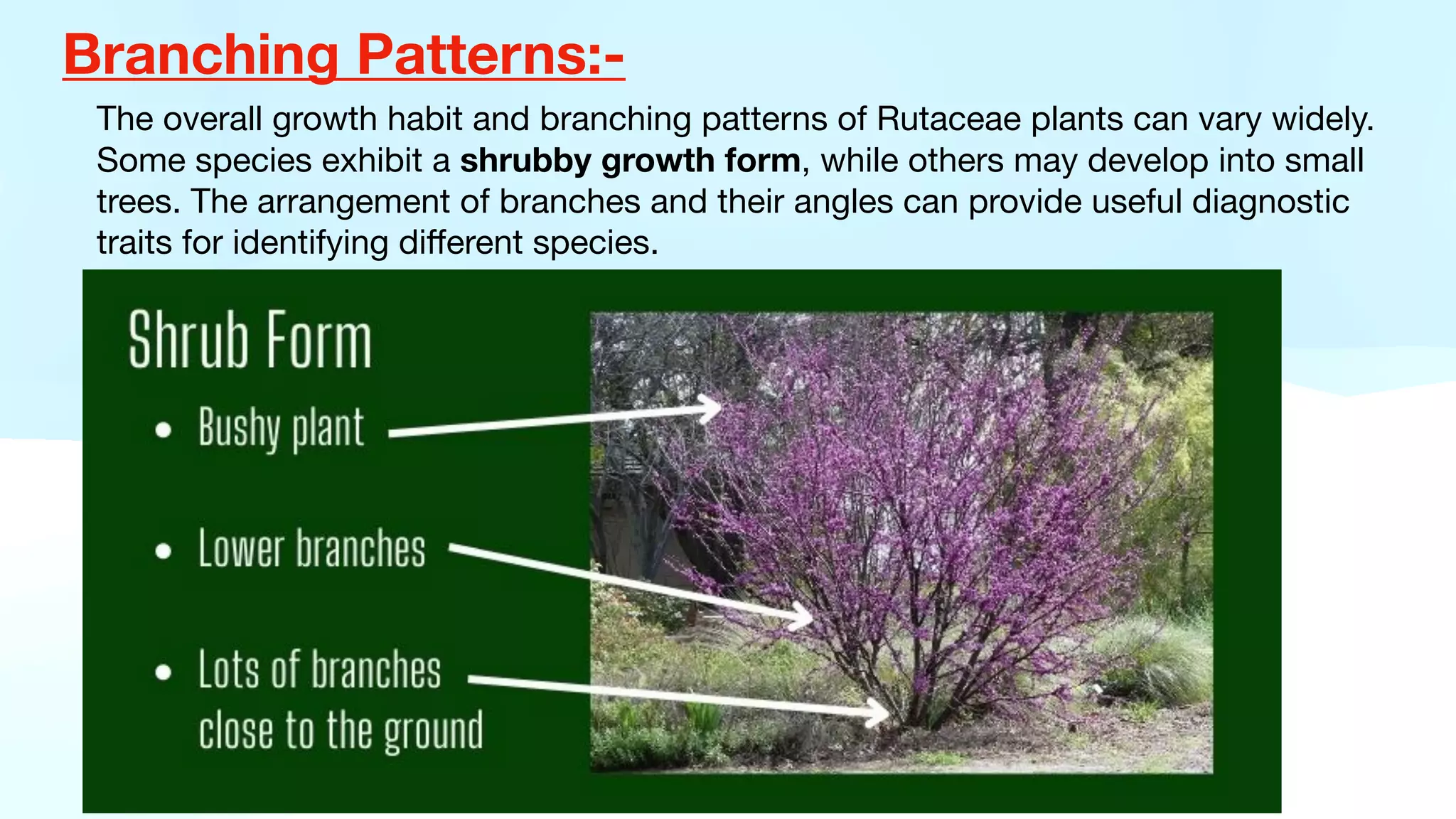 Branching Patterns:-
The overall growth habit and branching patterns of Rutaceae plants can vary widely.
Some species exhibit a shrubby growth form, while others may develop into small
trees. The arrangement of branches and their angles can provide useful diagnostic
traits for identifying di
ff
erent species.
 