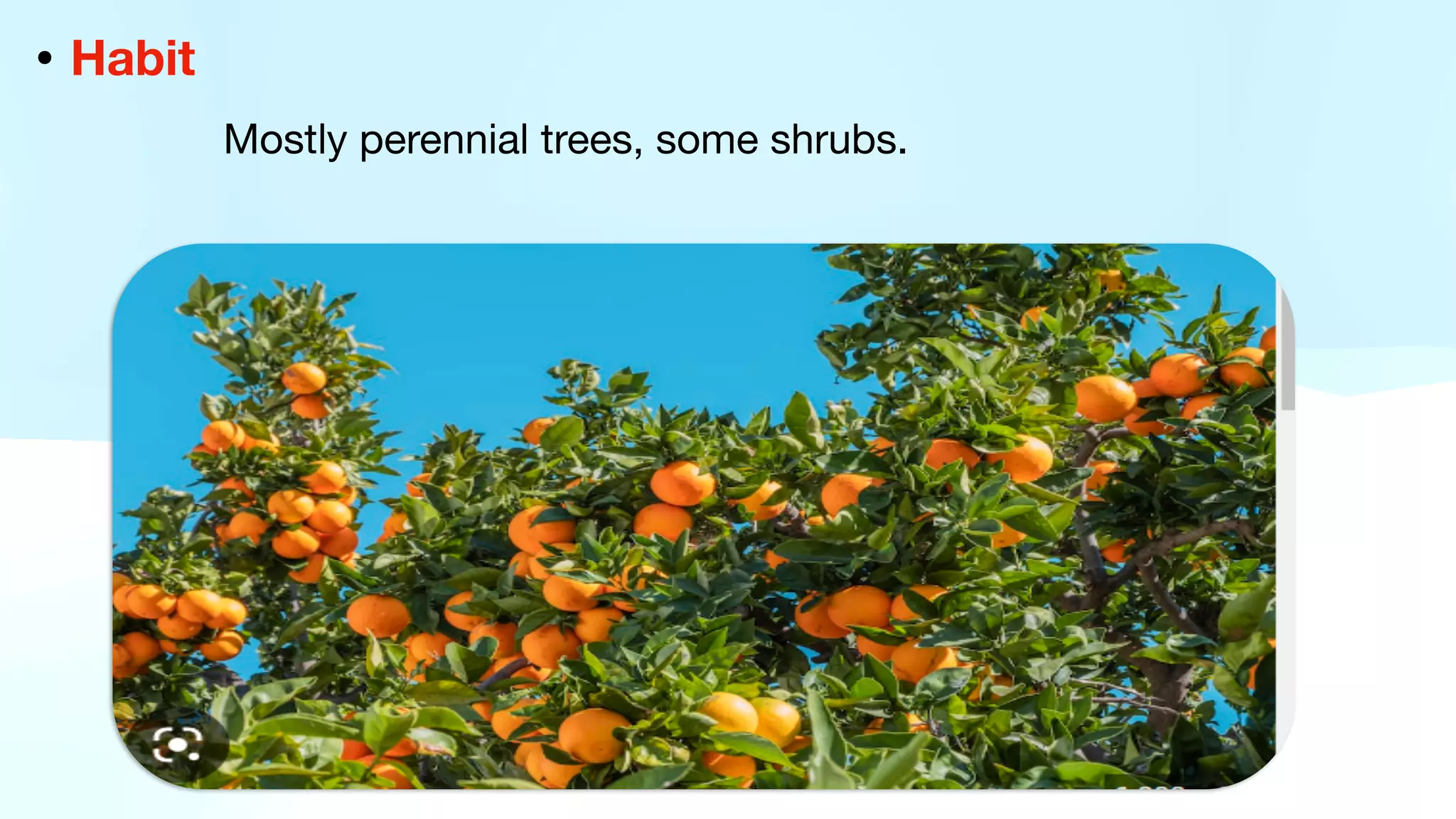 • Habit
Mostly perennial trees, some shrubs.
 