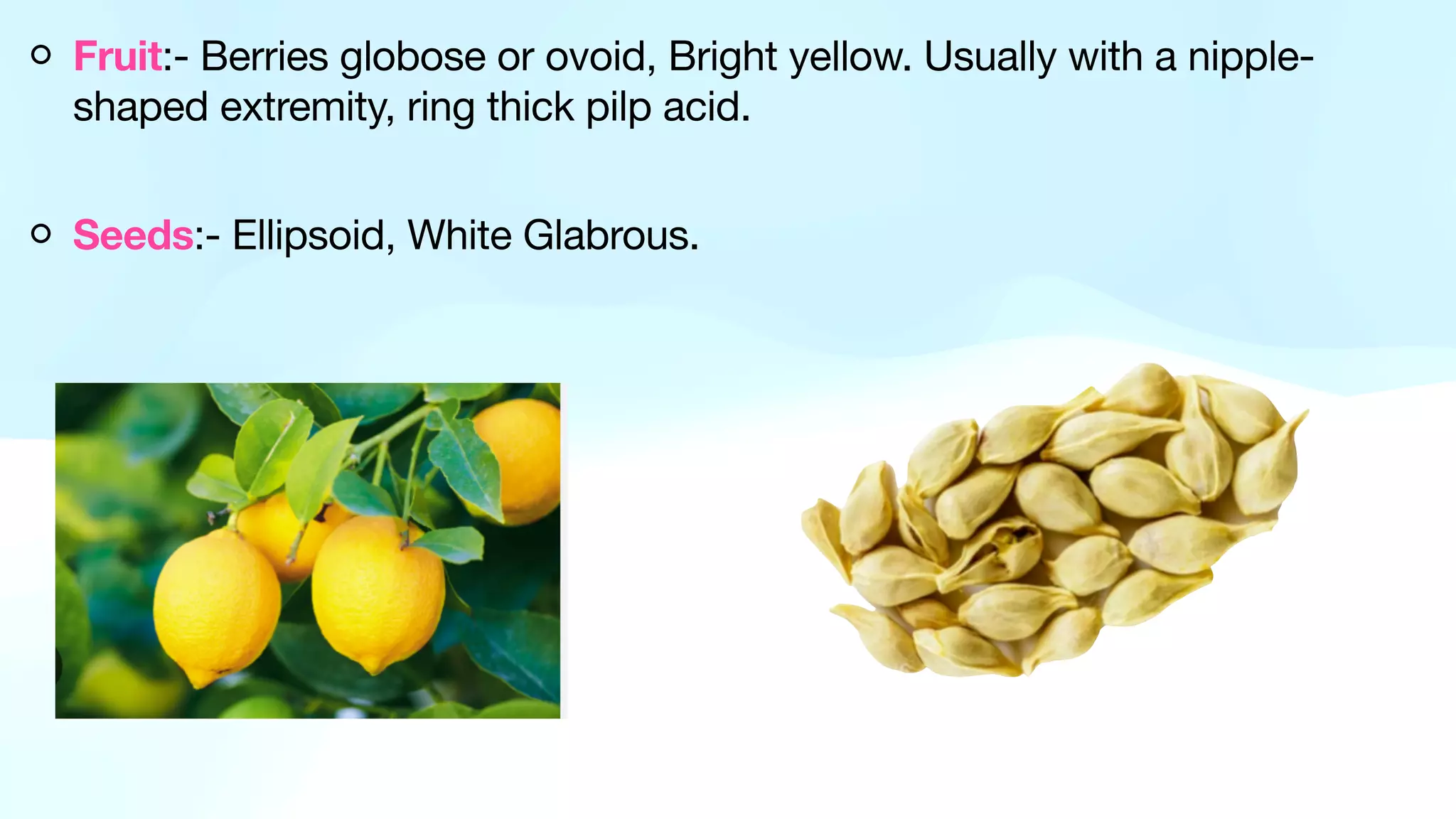 Fruit:- Berries globose or ovoid, Bright yellow. Usually with a nipple-
shaped extremity, ring thick pilp acid.
Seeds:- Ellipsoid, White Glabrous.
 