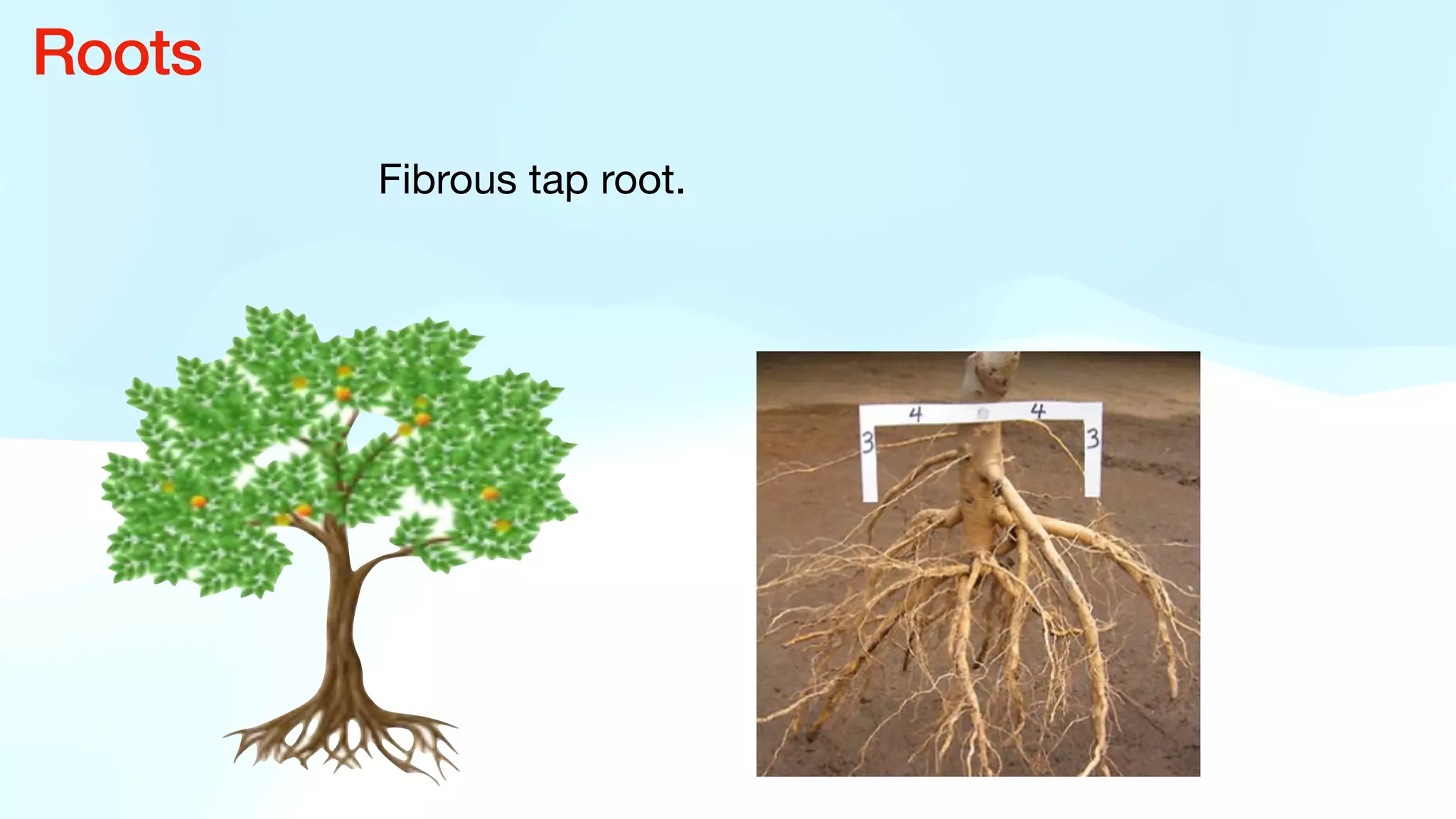 Fibrous tap root.
Roots
 