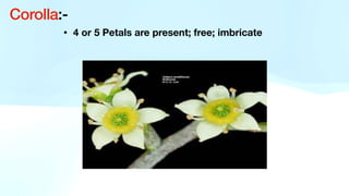• 4 or 5 Petals are present; free; imbricate
Corolla:-
 