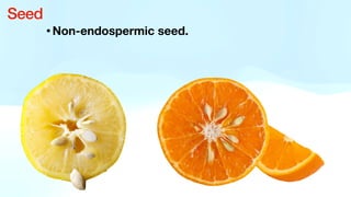 •Non-endospermic seed.
Seed
 