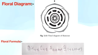 Floral Diagram:-
Floral Formula:-
 