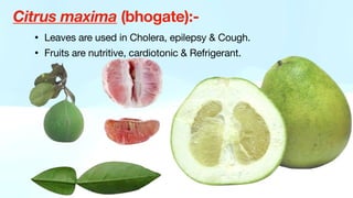 Citrus maxima (bhogate):-
• Leaves are used in Cholera, epilepsy & Cough.
• Fruits are nutritive, cardiotonic & Refrigerant.
 