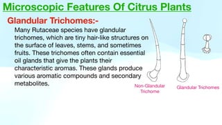 Glandular Trichomes:-
Many Rutaceae species have glandular
trichomes, which are tiny hair-like structures on
the surface of leaves, stems, and sometimes
fruits. These trichomes often contain essential
oil glands that give the plants their
characteristic aromas. These glands produce
various aromatic compounds and secondary
metabolites. Non-Glandular
Trichome
Glandular Trichomes
Microscopic Features Of Citrus Plants
 