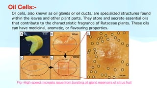 Oil Cells:-
Oil cells, also known as oil glands or oil ducts, are specialized structures found
within the leaves and other plant parts. They store and secrete essential oils
that contribute to the characteristic fragrance of Rutaceae plants. These oils
can have medicinal, aromatic, or
fl
avouring properties.
Fig:-High-speed microjets issue from bursting oil gland reservoirs of citrus fruit
 