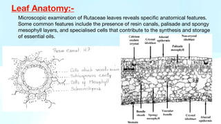 Leaf Anatomy:-
Microscopic examination of Rutaceae leaves reveals speci
fi
c anatomical features.
Some common features include the presence of resin canals, palisade and spongy
mesophyll layers, and specialised cells that contribute to the synthesis and storage
of essential oils.
 