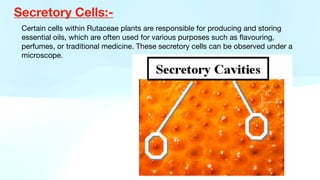 Secretory Cells:-
Certain cells within Rutaceae plants are responsible for producing and storing
essential oils, which are often used for various purposes such as
fl
avouring,
perfumes, or traditional medicine. These secretory cells can be observed under a
microscope.
 