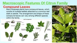 Macroscopic Features Of Citrus Family
Many Rutaceae plants have compound leaves, which
consist of multiple lea
fl
ets attached to a common leaf
stalk or petiole. The arrangement and shape of these
compound leaves can vary among di
ff
erent species
within the family.
Compound Leaves
 