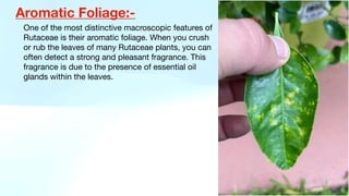 Aromatic Foliage:-
One of the most distinctive macroscopic features of
Rutaceae is their aromatic foliage. When you crush
or rub the leaves of many Rutaceae plants, you can
often detect a strong and pleasant fragrance. This
fragrance is due to the presence of essential oil
glands within the leaves.
 