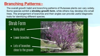 Branching Patterns:-
The overall growth habit and branching patterns of Rutaceae plants can vary widely.
Some species exhibit a shrubby growth form, while others may develop into small
trees. The arrangement of branches and their angles can provide useful diagnostic
traits for identifying di
ff
erent species.
 