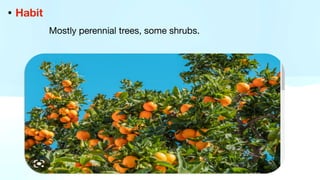 • Habit
Mostly perennial trees, some shrubs.
 