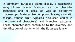 In summary, Rutaceae plants display a fascinating
array of microscopic features, such as glandular
trichomes and oil cells, as well as distinctive
macroscopic features like compound leaves, aromatic
foliage, various fruit types(as discussed earlier in
morphological characters) and branching patterns.
These characteristics contribute to the diversity and
identi
fi
cation of plants within the Rutaceae family.
 