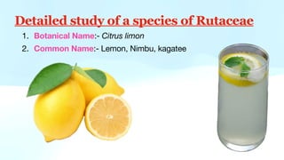 Detailed study of a species of Rutaceae
1. Botanical Name:- Citrus limon
2. Common Name:- Lemon, Nimbu, kagatee
 