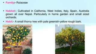 • Family:- Rutaceae
• Habitat:- Cultivated in California, West Indies, Italy, Spain, Australia
grown all over Nepal. Particularly in home garden and small sized
orchards.
• Habit:- A small thorny tree with pale greenish-yellow rough bark.
 