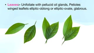 • Leaves:- Unifoliate with pellucid oil glands, Petioles
winged leaflets elliptic-oblong or elliptic-ovate, glabrous.
 