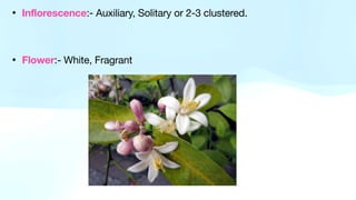 • Inflorescence:- Auxiliary, Solitary or 2-3 clustered.
• Flower:- White, Fragrant
 