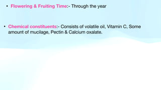 • Flowering & Fruiting Time:- Through the year
• Chemical constituents:- Consists of volatile oil, Vitamin C, Some
amount of mucilage, Pectin & Calcium oxalate.
 