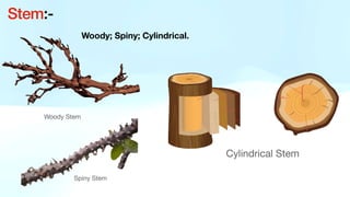 Woody; Spiny; Cylindrical.
Stem:-
Woody Stem
Spiny Stem
Cylindrical Stem
 