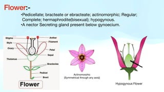 •Pedicellate; bracteate or ebracteate; actinomorphic; Regular;
Complete; hermaphrodite(bisexual); hypogynous.
•A nector Secreting gland present below gynoecium.
Flower:-
Actinomorphic
(Symmetrical through any axis))
Hypogynous Flower
 